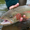Trout Fishing
