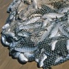 Netting