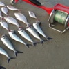 Longlining