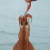 Squid Fishing